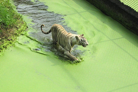 Nandankanan Zoological Park