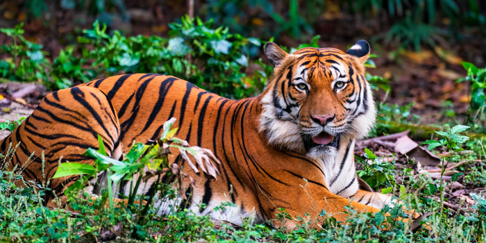 Similipal National Park