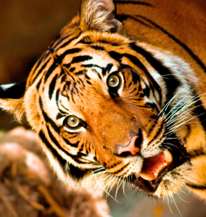 Tiger Photo